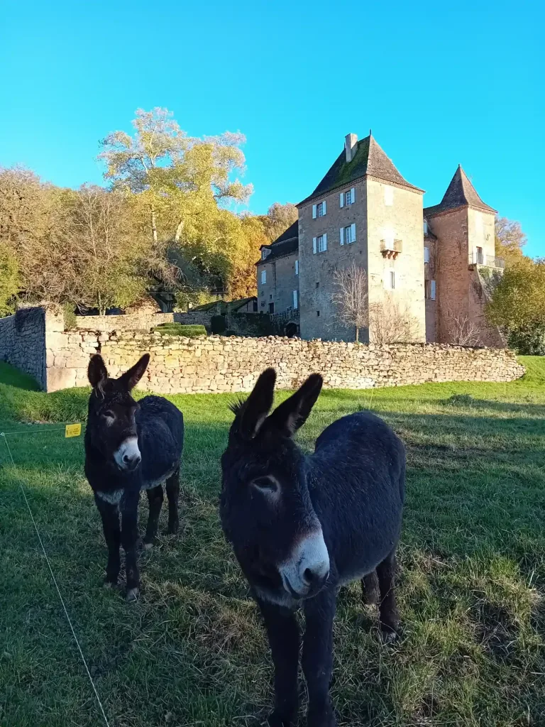 Het château gezien vanaf de weide, met twee ezels op de voorgrond