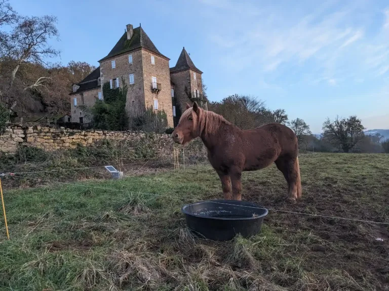 Paard in de weide op het landgoed, met het château op de achtergrond