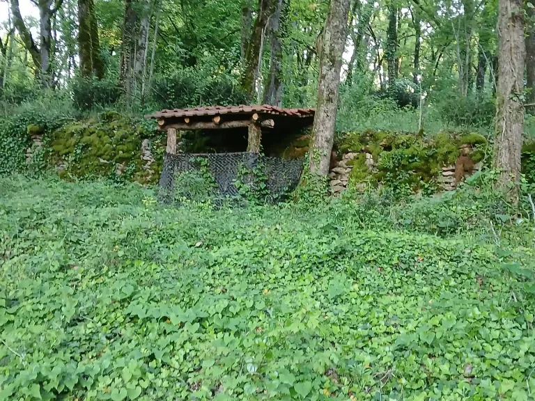 Bos op het landgoed van het château